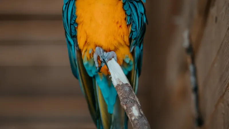 Mini zoo Papugarnia Gdańsk